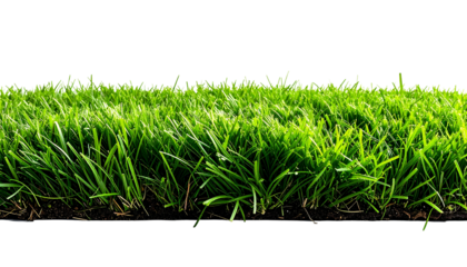 Close-up of vibrant, freshly cut grass against a black background
