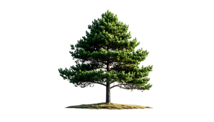 Rendered coniferous tree isolated on black, showing textured bark and lush green needles