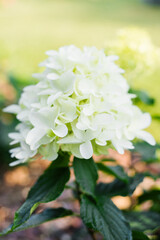 Macro Shot of Blooming Skyfall White Hydrangea