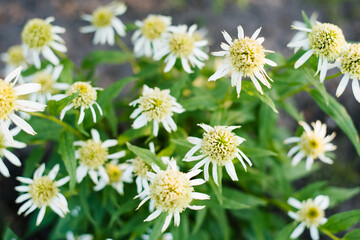 Echinacea White Double Delight flowers in green garden