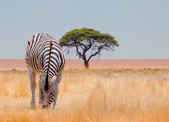 Obraz premium Herd of zebras in yellow grass an african acacia tree in the background - Etosha park, Namibia 