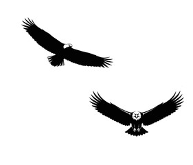 Obraz premium Two eagles in flight