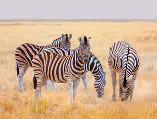Obraz premium Herd of zebras in yellow grass an african acacia tree in the background - Etosha park, Namibia 