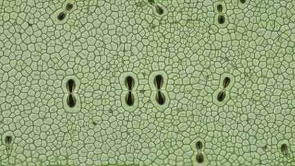 Detailed microscopic view of plant epidermal tissue displaying numerous green cells and crucial