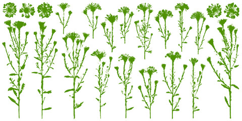 フロッタージュで写した、花と葉の切抜きシルエット