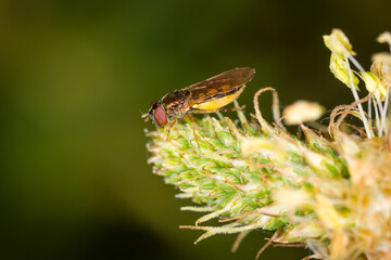 Close up of Melangyna novaezelandiae, commonly referred to as the large hoverfly, feeding on pollen