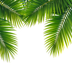 Lush green palm fronds form an arch against a black background