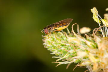 Close up of Melangyna novaezelandiae, commonly referred to as the large hoverfly, feeding on pollen
