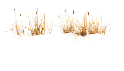 Two clumps of dry, golden grass isolated against a pure black background