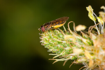 Fototapeta premium Close up of Melangyna novaezelandiae, commonly referred to as the large hoverfly, feeding on pollen