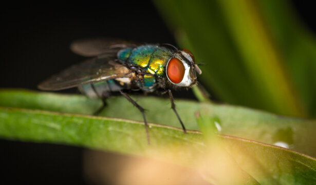 close up of a hairy maggot blow fly against out of focus background