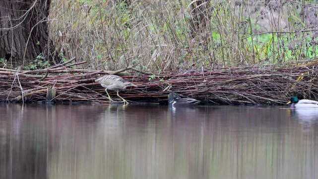 A beautiful bittern in its natural habitat, searching for food. Fishing with its beak in the water.