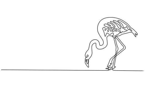 Flamingo continuous one line drawing animation video. Full length one line 4K animation, Animation of one single line drawing of exotic flamingo for company business logo identity. Flamingo bird.