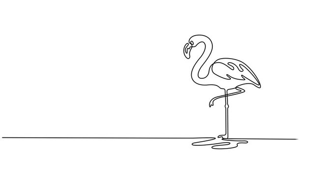 Flamingo continuous one line drawing animation video. Full length one line 4K animation, Animation of one single line drawing of exotic flamingo for company business logo identity. Flamingo bird.
