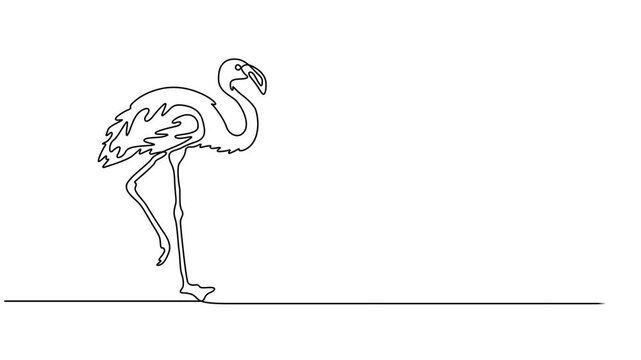 Flamingo continuous one line drawing animation video. Full length one line 4K animation, Animation of one single line drawing of exotic flamingo for company business logo identity. Flamingo bird.