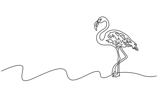Flamingo continuous one line drawing animation video. Full length one line 4K animation, Animation of one single line drawing of exotic flamingo for company business logo identity. Flamingo bird.