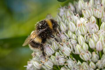 close up of a bumble bee collecting nectar from a flower © Nathan McClunie