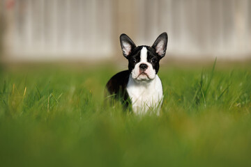 boston terrier puppy standing outdoors in summer