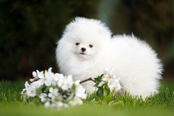 white pomeranian spitz puppy standing outdoors with a blooming apple tree branch