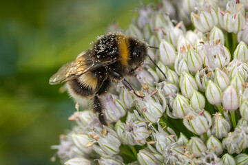 close up of a bumble bee collecting nectar from a flower © Nathan McClunie