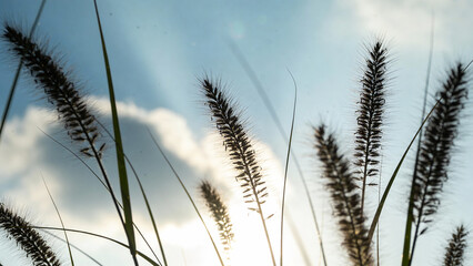Silhouetted grasses against a bright sky with scattered clouds
