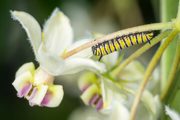 Naklejka premium closeup of monarch caterpillar on swan plant