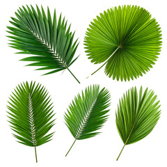 Five diverse tropical green palm leaves on black background, showcasing nature's artistry