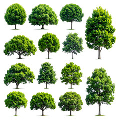 Group of realistic digitally isolated trees against a transparent black background