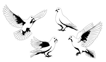 Obraz premium White dove peace symbol realistic pose set isolated vector illustration