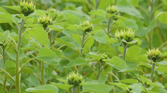 Field of Unopened Sunflower Buds Swaying in the Wind in Scotland