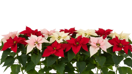 a vibrant arrangement of red pink and white poinsettia flowers with lush green leaves displayed beautifully on transparent background high quality