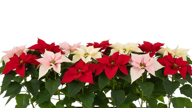 a vibrant arrangement of red white and pink poinsettia flowers showcasing delicate bracts and lush green foliage on transparent background