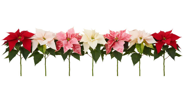a vibrant row of poinsettia flowers in shades of red pink and white showcasing their bracts and leaves on transparent background