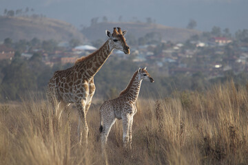 Fototapeta premium Giraffe calf learning to walk beside mother in tall dry grass with blurred city and hills in background during daylight