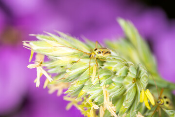 Close up of Stenotus binotatus, commonly known as the Slender crop mirid