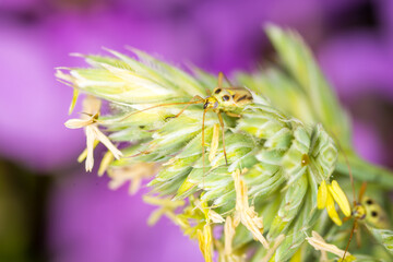 Close up of Stenotus binotatus, commonly known as the Slender crop mirid