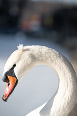 A mute swan with feathers torn out from its head