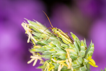 Close up of Stenotus binotatus, commonly known as the Slender crop mirid