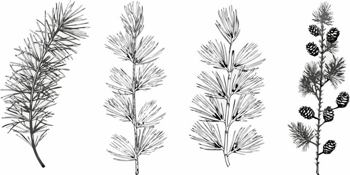 Detailed botanical illustration of various coniferous tree branches and pinecones