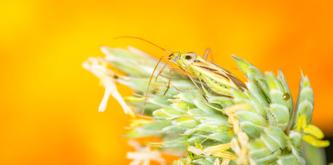 Close up of Stenotus binotatus, commonly known as the Slender crop mirid