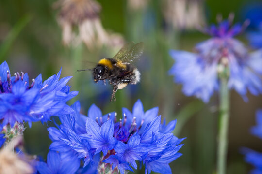 
close up of a bumble bee in flight collecting nectar from a flower
