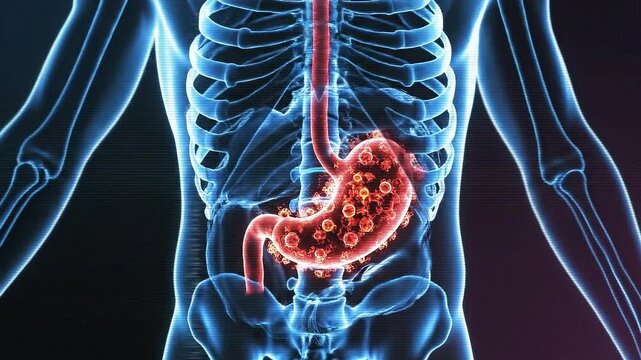 Animated Medical Visualization of Stomach and Upper Body Skeleton Anatomy Detailed Blue and Red Colors with Cellular