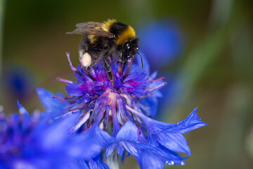 close up of a bumble bee collecting nectar from a flower © Nathan McClunie
