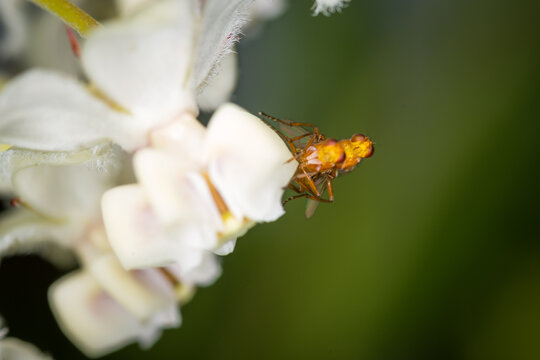 Close up of Drosophila suzukii fruit fly, commonly called the spotted wing drosophila or SWD