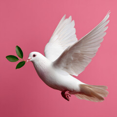 Fototapeta premium White dove with olive branch on pink background symbolizing peace