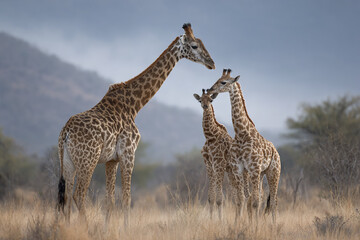 Fototapeta premium Giraffe family in dry grassland showing maternal care with two young calves close to adult, natural wildlife scene in savannah with soft mountain background and calm atmosphere