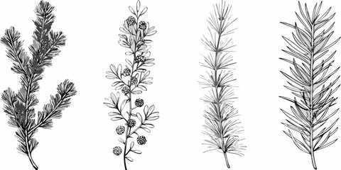 Detailed botanical illustration showcasing various types of coniferous tree branches