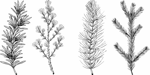Detailed botanical illustration showcasing various evergreen tree branches and foliage