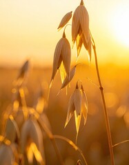 Oat plants glow in warm, golden sunlight