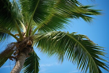 Lush green palm tree leaves swaying gently in the tropical breeze against a clear blue sky, creating a serene and idyllic island paradise